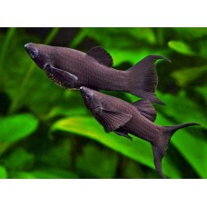 Моллинезия черная обычная, лирохвостая (Poecilia sphenops) - 6-8см